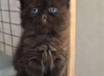 Exotic shorthair kitten - Exotic Kitten For Sale - Woodburn&comma; IN&comma; US