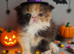 papered exotic longhair persian - Persian Kitten For Sale - Woodburn&comma; IN&comma; US