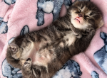 Joey - Siberian Kitten For Sale - Belchertown&comma; MA&comma; US