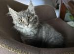 Kate - Maine Coon Kitten For Sale - Wilmington&comma; DE&comma; US
