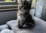 Nancy - Maine Coon Kitten For Sale - Wilmington&comma; DE&comma; US