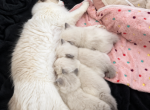 AryaArrow - Ragdoll Kitten For Sale - Page&comma; AZ&comma; US