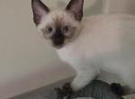 Seal Piont Male Kittens Ready now - Siamese Kitten For Sale - 