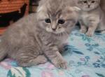 Jules - Scottish Fold Kitten For Sale - Grand Rapids&comma; MI&comma; US