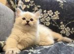 Ace - Ragdoll Kitten For Sale - 