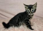 Charcoal Brown Collar - Bengal Kitten For Sale - Bradner&comma; OH&comma; US