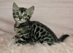 Brown Rosetted Male - Bengal Kitten For Sale - Bradner&comma; OH&comma; US
