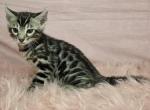 Silver Rosetted Male Blue Collar - Bengal Kitten For Sale - 