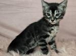 Silver Charcoal Gray Collar - Bengal Kitten For Sale - 