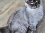 Maine Coon MaleFemaleMale - Maine Coon Kitten For Sale - FL&comma; US