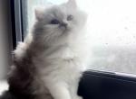 Bella - Persian Kitten For Sale - 