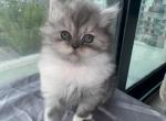 Doll Face Persian Girls - Persian Kitten For Sale - Miami&comma; FL&comma; US