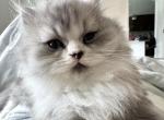 Pepi - Persian Kitten For Sale - 