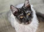 Maine Coon - Maine Coon Kitten For Sale - FL&comma; US