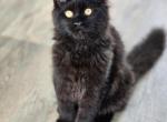Maine Coon Black female - Maine Coon Kitten For Sale - FL&comma; US