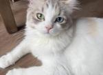Ragamuffin calico - Ragamuffin Kitten For Sale - Gurnee&comma; IL&comma; US