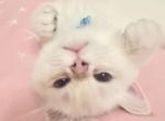 White Chinchilla - British Shorthair Kitten For Sale - 