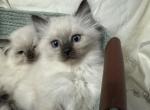Snuggles - Ragdoll Kitten For Sale - 