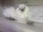 Sasha - Ragdoll Kitten For Sale - Hampden&comma; MA&comma; US