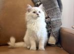 Burgundy Collar - Ragdoll Kitten For Sale - 