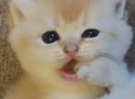 Goldie - British Shorthair Kitten For Sale - Parkland&comma; FL&comma; US