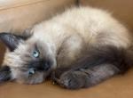 Yellow collar - Ragdoll Kitten For Sale - Meadville&comma; PA&comma; US