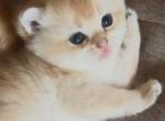 Golden Flkitten1 - British Shorthair Kitten For Sale - 
