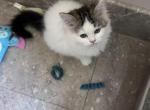 PRINCESS DAISY - Ragamuffin Kitten For Sale - Brookings&comma; OR&comma; US