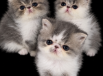 BLUES - Persian Kitten For Sale - Saylorsburg&comma; PA&comma; US