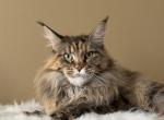 Hazel mainecoon girl for adoption - Maine Coon Cat For Sale - CA&comma; US