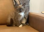 Orange collar - Ragdoll Kitten For Sale - Meadville&comma; PA&comma; US