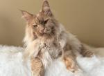 Toffee young Maine Coon girl - Maine Coon Cat For Sale - CA&comma; US