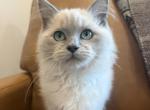 Turquoise Collar - Ragdoll Kitten For Sale - 