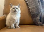 Turquoise Collar - Ragdoll Kitten For Sale - Meadville&comma; PA&comma; US