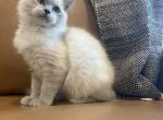 Turquoise Collar - Ragdoll Kitten For Sale - Meadville&comma; PA&comma; US