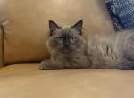 Dark Blue Collar - Ragdoll Kitten For Sale - 