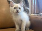 Green Collar - Ragdoll Kitten For Sale - Meadville&comma; PA&comma; US