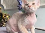Kesha - Devon Rex Kitten For Sale - Miami&comma; FL&comma; US