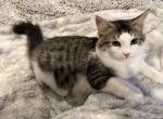 Sushi of FirCountry Siberians - Siberian Kitten For Sale - 