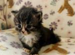 Xyla - Siberian Kitten For Sale - 