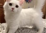 Dumpling of FirCountry Siberians - Siberian Kitten For Sale - 