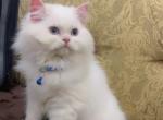 Beautiful Persian Kittens - Persian Kitten For Sale - Dearborn Heights&comma; MI&comma; US
