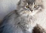 Rio - Persian Kitten For Sale - 