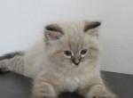 Simba - Siberian Kitten For Sale - Hollywood&comma; FL&comma; US