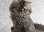 Simba - Persian Kitten For Sale - Agawam&comma; MA&comma; US