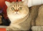 Glow - Scottish Straight Cat For Sale - Levittown&comma; PA&comma; US