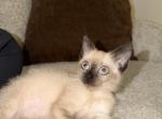 Coconut - Siamese Kitten For Adoption - Dearborn Heights&comma; MI&comma; US