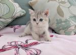 Iris - British Shorthair Kitten For Sale - Basking Ridge&comma; NJ&comma; US