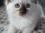 Ragdoll - Ragdoll Kitten For Sale - Orchards&comma; WA&comma; US