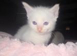 Male Flame Point Ragdoll - Ragdoll Kitten For Sale - Providence&comma; RI&comma; US
